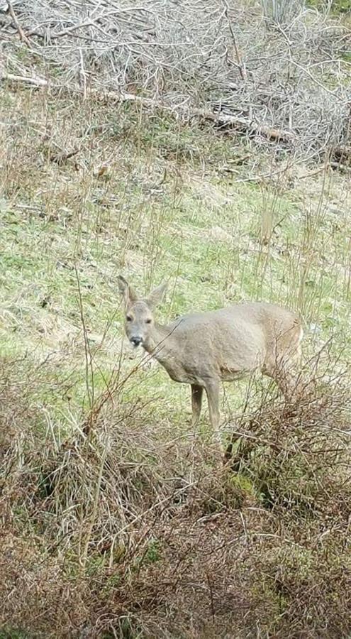 Ferienwohungen Im Kuchersbach Hornberg Exteriör bild
