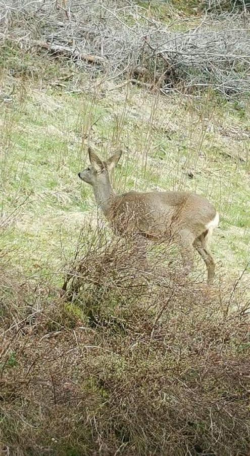 Ferienwohungen Im Kuchersbach Hornberg Exteriör bild